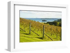 Autumn Vineyard on Waiheke Island, Auckland, North Island, New Zealand, Pacific-Matthew Williams-Ellis-Framed Photographic Print