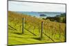 Autumn Vineyard on Waiheke Island, Auckland, North Island, New Zealand, Pacific-Matthew Williams-Ellis-Mounted Photographic Print