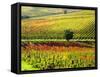 Autumn Vineyards in Full Color near Montepulciano-Terry Eggers-Framed Stretched Canvas