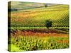 Autumn Vineyards in Full Color near Montepulciano-Terry Eggers-Stretched Canvas