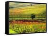 Autumn Vineyards in Full Color near Montepulciano-Terry Eggers-Framed Stretched Canvas