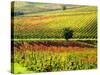 Autumn Vineyards in Full Color near Montepulciano-Terry Eggers-Stretched Canvas