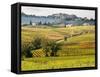 Autumn Vineyards in Full Color near Montepulciano-Terry Eggers-Framed Stretched Canvas