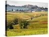 Autumn Vineyards in Full Color near Montepulciano-Terry Eggers-Stretched Canvas