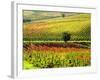 Autumn Vineyards in Full Color near Montepulciano-Terry Eggers-Framed Photographic Print