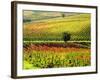 Autumn Vineyards in Full Color near Montepulciano-Terry Eggers-Framed Photographic Print