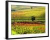 Autumn Vineyards in Full Color near Montepulciano-Terry Eggers-Framed Photographic Print