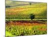 Autumn Vineyards in Full Color near Montepulciano-Terry Eggers-Mounted Photographic Print