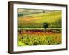 Autumn Vineyards in Full Color near Montepulciano-Terry Eggers-Framed Photographic Print