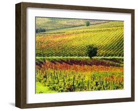 Autumn Vineyards in Full Color near Montepulciano-Terry Eggers-Framed Photographic Print