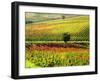 Autumn Vineyards in Full Color near Montepulciano-Terry Eggers-Framed Photographic Print