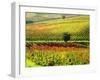 Autumn Vineyards in Full Color near Montepulciano-Terry Eggers-Framed Photographic Print