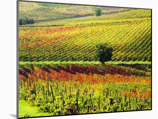 Autumn Vineyards in Full Color near Montepulciano-Terry Eggers-Mounted Photographic Print