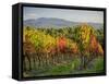 Autumn vineyards in Southern Tuscany-Terry Eggers-Framed Stretched Canvas