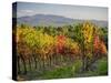 Autumn vineyards in Southern Tuscany-Terry Eggers-Stretched Canvas
