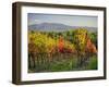 Autumn vineyards in Southern Tuscany-Terry Eggers-Framed Photographic Print