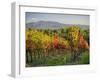 Autumn vineyards in Southern Tuscany-Terry Eggers-Framed Photographic Print