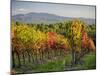 Autumn vineyards in Southern Tuscany-Terry Eggers-Mounted Photographic Print