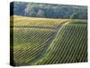 Autumn Vineyards Rows with Bright Color-Terry Eggers-Stretched Canvas