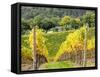 Autumn Vineyards Rows with Bright Color-Terry Eggers-Framed Stretched Canvas