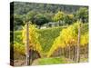 Autumn Vineyards Rows with Bright Color-Terry Eggers-Stretched Canvas