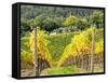 Autumn Vineyards Rows with Bright Color-Terry Eggers-Framed Stretched Canvas