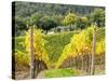 Autumn Vineyards Rows with Bright Color-Terry Eggers-Stretched Canvas