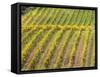 Autumn Vineyards Rows with Bright Color-Terry Eggers-Framed Stretched Canvas