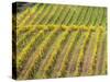 Autumn Vineyards Rows with Bright Color-Terry Eggers-Stretched Canvas