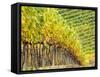 Autumn Vineyards Rows with Bright Color-Terry Eggers-Framed Stretched Canvas