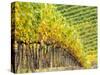 Autumn Vineyards Rows with Bright Color-Terry Eggers-Stretched Canvas