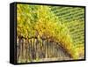 Autumn Vineyards Rows with Bright Color-Terry Eggers-Framed Stretched Canvas