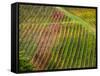 Autumn Vineyards Rows with Bright Color-Terry Eggers-Framed Stretched Canvas