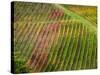 Autumn Vineyards Rows with Bright Color-Terry Eggers-Stretched Canvas