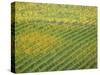 Autumn Vineyards Rows with Bright Color-Terry Eggers-Stretched Canvas