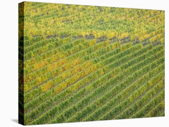 Autumn Vineyards Rows with Bright Color-Terry Eggers-Stretched Canvas