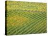 Autumn Vineyards Rows with Bright Color-Terry Eggers-Stretched Canvas