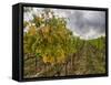 Autumn Vineyards Rows with Bright Color-Terry Eggers-Framed Stretched Canvas