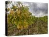 Autumn Vineyards Rows with Bright Color-Terry Eggers-Stretched Canvas