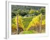 Autumn Vineyards Rows with Bright Color-Terry Eggers-Framed Photographic Print