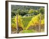 Autumn Vineyards Rows with Bright Color-Terry Eggers-Framed Photographic Print