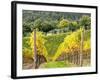 Autumn Vineyards Rows with Bright Color-Terry Eggers-Framed Photographic Print