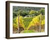 Autumn Vineyards Rows with Bright Color-Terry Eggers-Framed Photographic Print