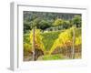 Autumn Vineyards Rows with Bright Color-Terry Eggers-Framed Photographic Print