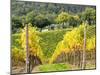 Autumn Vineyards Rows with Bright Color-Terry Eggers-Mounted Photographic Print