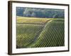 Autumn Vineyards Rows with Bright Color-Terry Eggers-Framed Photographic Print