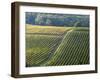 Autumn Vineyards Rows with Bright Color-Terry Eggers-Framed Photographic Print