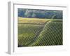 Autumn Vineyards Rows with Bright Color-Terry Eggers-Framed Photographic Print
