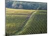 Autumn Vineyards Rows with Bright Color-Terry Eggers-Mounted Photographic Print