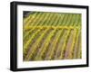 Autumn Vineyards Rows with Bright Color-Terry Eggers-Framed Photographic Print